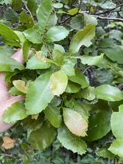 Alectryon subdentatus