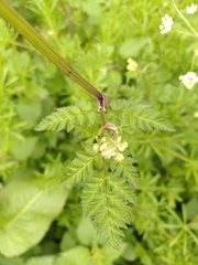 Anthriscus sylvestris