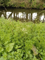 Anthriscus sylvestris