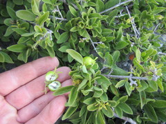 Vangueria macrocalyx