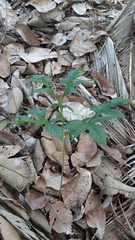 Tacca leontopetaloides