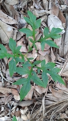 Tacca leontopetaloides