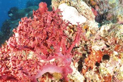 Siphonogorgia godeffroyi