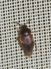 Sciodrepoides