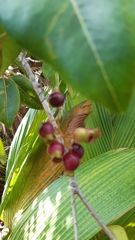 Syzygium wrightii