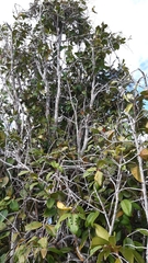 Syzygium wrightii