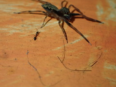 Spartaeus spinimanus