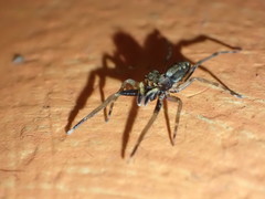 Spartaeus spinimanus