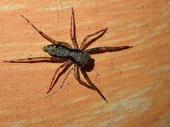 Spartaeus spinimanus