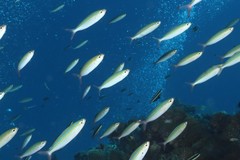 Pterocaesio digramma