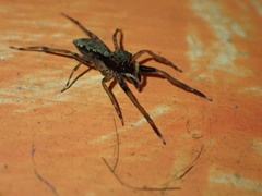 Spartaeus spinimanus