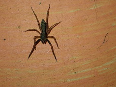 Spartaeus spinimanus