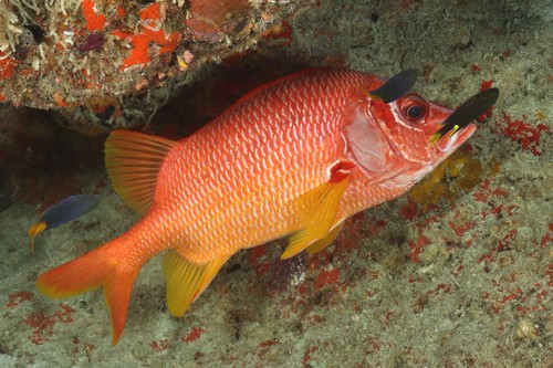 Sabel-eekhoornvis (Sargocentron spiniferum) — Holocentridae — 4