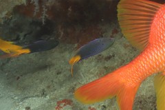 Neopomacentrus azysron