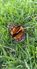 Danaus plexippus