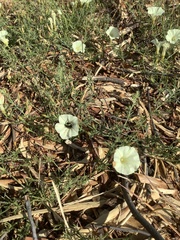 Calystegia stebbinsii