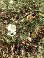 Calystegia stebbinsii