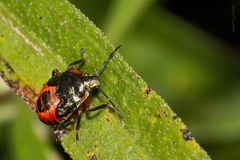 Supputius cincticeps