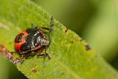 Supputius cincticeps