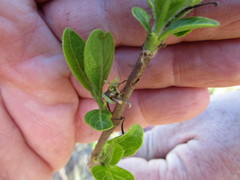 Vangueria venosa
