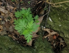Artemisia vulgaris