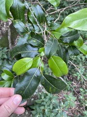 Casearia multinervosa