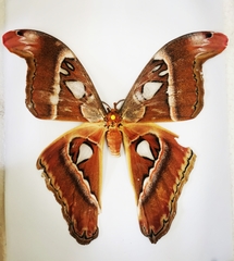 Attacus