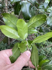 Casearia multinervosa