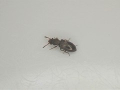 Salpingidae