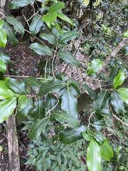 Casearia multinervosa