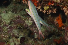 Pterocaesio digramma