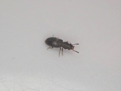 Salpingidae