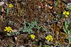 Alyssum montanum gmelinii