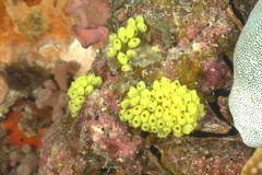 Perophora modificata