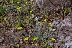 Alyssum montanum gmelinii