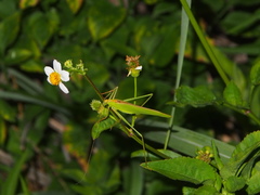 Elimaea punctifera