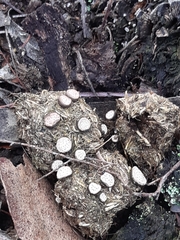 Poronia erici