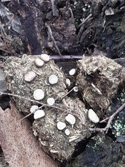 Poronia erici