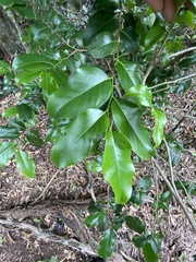 Casearia multinervosa