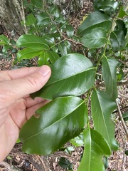 Casearia multinervosa