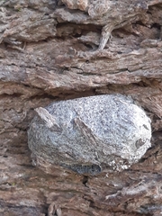 Opodiphthera eucalypti