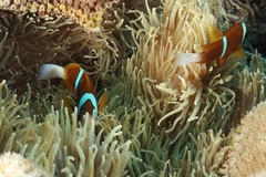 Amphiprion akindynos