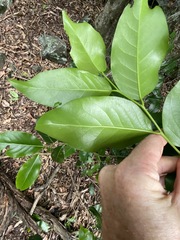 Casearia multinervosa