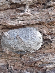 Opodiphthera eucalypti