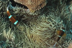 Amphiprion akindynos