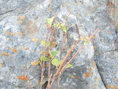 Vangueria venosa