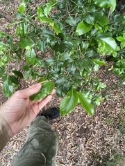 Casearia multinervosa