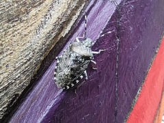 Rhaphigaster nebulosa