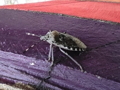 Rhaphigaster nebulosa