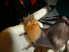 Coleura afra